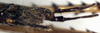 CollectionObject 1531741; 1e4afd4e-2561-4fb6-b06b-8e94fddb99c4: male cerci (syntype). (CollectionObject).;CollectionObject 1531742; 4f1c203e-cbd3-4403-b681-0fda965ead99: male cerci (syntype). (CollectionObject).