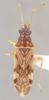 Ozophora caroli Slater & Baranowski, 1983: Ozophora caroli HOLOTYPE (NMNH) - (CC BY-NC 3.0) - Photo by Pablo M. Dellapé with permission from the National Museum of Natural History (NMNH), Smithsonian Institution, Washington, D.C. (Otu).