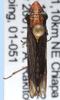 Habitus, dorsal view: !! display not done !! on Phera obtusifrons Fowler, 1899: female: Phera obtusifrons, Mexico, Chiapas, INHS. (Observation).