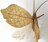 CollectionObject 1529693; 4d3db86c-cbb3-43ed-ba99-53289e088b6b: female, dorsal view (holotype). (CollectionObject).