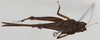 CollectionObject 1578100; NNM 74, 7adaaccd-83a6-4e3f-9f27-45440ea46948: female, dorsal view (syntype). (CollectionObject).