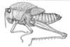 Xyleus discoideus angulatus (Stål, 1873): Fig. 9. last-instar female nymph, habitus (Brasil, Pernambuco, Igaracu). (Otu).