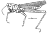 Conometopus sulcaticollis (Blanchard, 1851): Fig. 15. male, habitus. (Otu).