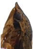 Head on Coarctana vilavelha Domahovski & Cavichioli, 2023: Male holotype [DZUP]: head, pronotum and mesonotum, lateral view. (Observation).