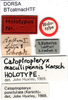 CollectionObject 1500515; 7e31aada-2198-449d-b685-42ba84312386, DORSA BTcatmacHTF: labels (holotype of Catoptropteryx maculipennis). (CollectionObject).