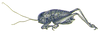 Nasidius truncatifrons Stål, 1876: Pl. 7, Fig 8 (holotype). male habitus. (Otu).