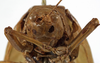 CollectionObject 1529732; 6332fa6a-3b35-420c-8bd2-d2ca89c710fe: female face (holotype). (CollectionObject).