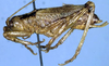 Nannonotus alatus Beier, 1960: male, lateral view (Costa Rica). (Otu).