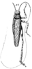 Heterotrypus africanus Saussure, 1878: Pl.16, Fig.38(1). habitus. (Otu).