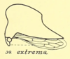 Habitus, lateral view: !! display not done !! on Telamona extrema Ball, 1903: (Observation).