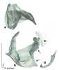 CollectionObject 1568241; aa7d02da-1947-4802-baad-28dbb50bb59d: Original drawing by Heidi Hopkins © Heidi Hopkins. Holotype, adult male, genitalia, ventral view. (CollectionObject).
