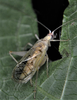 greenish male with large amount of tegiminal staining (Fraccionamiento Vista Real, Corregidora, Querétaro, Mexico). Depicts Oecanthus mhatreae Collins & Coronado González, 2019, an Otu.