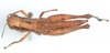 CollectionObject 1594290; c6d00e33-e93a-48b2-9a46-d0b74cd12515: female, dorsal view (paratype). (CollectionObject).