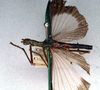CollectionObject 1562149; NMW 150, 77f8ec9a-8c3d-4893-8a13-edf1d0127e00: copyright NMW, Vienna. female, lateral view (holotype). (CollectionObject).