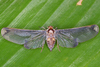 Live specimen on Derbe westwoodi Fowler, 1900: (Observation).