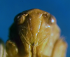 Head on Rugosella obrienorum (Freytag & DeLong, 1971): Male holotype [OSU]: head, ventral view. (Observation).