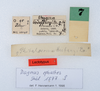 CollectionObject 1558330; 843128b7-baa7-496b-81ae-db49fd24487f: copyright ZMUH, Hamburg. female, data labels of synonym Eustygera godeffroyi (syntype). (CollectionObject).