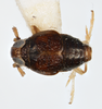 Habitus, dorsal view: !! display not done !! on Pissonotus nigriculus Morgan & Beamer, 1949: (Observation).