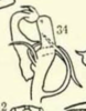 Aedeagus, ventral view on Cyclopoliarus biperforatus (Fennah, 1945): (Observation).
