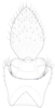 Anal tube processes: !! display not done !! on Cixidia (Epiptera) lapponica (Zetterstedt, 1837): (Observation).