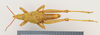 CollectionObject 1518456; 7f75b754-c2a8-4c9b-84b5-a14bddc0464f: male, dorsal view (holotype). (CollectionObject).