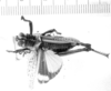 CollectionObject 1523923; a2418803-3ce8-423b-b79f-420a9442b915: male, dorsal view (lectotype). (CollectionObject).