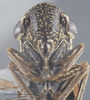 Head: !! display not done !! on Cuerna gladiola Oman & Beamer, 1944: Head/Face. (Observation).