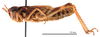CollectionObject 1578313; d53adf59-3754-4d89-bc07-9aa58daf28ca: female, lateral view (holotype of Omocestus hingstoni mongolicus Steinmann, 1967). (CollectionObject).