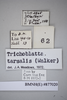 CollectionObject 1573276; b73ae925-57e7-43c5-b9b2-4bfafe94ad03: Copyright NHM, London. Male: data labels, non-type. (CollectionObject).