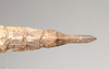 CollectionObject 1560273; 6ce14ac0-25f6-45dd-a0c7-f2e51e329f2b, NHMUK(SF IMPORT DUPLICATE) 844965: copyright Natural History Museum, London. female: end of abdomen, dorsal view (holotype). (CollectionObject).