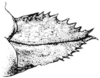 Nomotettix cristatus cristatus (Scudder, 1862): Fig. 16. female, ovipositor, lateral view. (Otu).