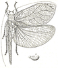 Baryprostha bellua Karsch, 1891: female (tegmen length 50 mm). (Otu).