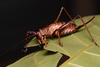 CollectionObject 2072894; e27b9cda-e7a8-45c9-aafd-1f15cc9b3ddd: Female, live specimen. (CollectionObject).