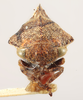 Head: !! display not done !! on Telamonanthe brevis (Ball, 1903): (Observation).