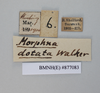 CollectionObject 1573268; 7784ae09-0785-4239-a8b3-add6db57fff2: Copyright NHM, London. Male: data labels, non-type. (CollectionObject).
