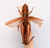 CollectionObject 2057292; 69ffbda9-7a6a-42f0-bce6-7b64dcbce21f, CNMS 3679: female, dorsal view (paratype). (CollectionObject).