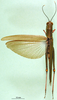 CollectionObject 1565723; 581e987a-74a7-472c-80f3-1b666db826e8: female, dorsal view. (CollectionObject).