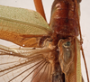 CollectionObject 1534507; 75ba925d-712a-4e9f-8d94-aa838f185da0: male stridulatory apparatus (syntype). (CollectionObject).