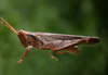 Abracris dilecta Walker, 1870: male. (Otu).