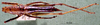 CollectionObject 1503226; MBBJ 3224803, c6bb1b13-65f1-4c2b-b4c3-7aaba5b5308f: female habitus dorsal view. (CollectionObject).