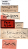 CollectionObject 1566136; 3f24be63-800e-444b-af14-9035251fcd0e: labels (syntype). (CollectionObject).