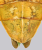 CollectionObject 1591393; e8061657-c81a-457e-94d9-a3708834eef6: copyright IMQC Montreal. female end of abdomen, dorsal view (holotype). (CollectionObject).