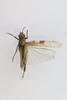 CollectionObject 1591612; 2304a653-18c3-44b7-b820-d3106bc0777b: male, dorsal view (holotype). (CollectionObject).