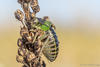 CollectionObject 1578756; 0ab0dadb-5308-4766-84dc-384181e94e6d: male (BG: Laka). (CollectionObject).