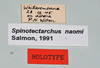 CollectionObject 1557244; 93517ddc-de7f-4f20-b118-0a9bc5554308: copyright MONZ, Wellington. female of synonym Spinotectarchus naomi, data labels (holotype). (CollectionObject).