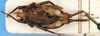 CollectionObject 1505235; edabc00b-3b39-4e86-a01f-5f2c5b056948: male, dorsal view. (CollectionObject).