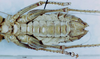 CollectionObject 1506930; 4dba9396-00f2-4975-80a7-70b4fc7cbdd5: male, ventral view (syntype). (CollectionObject).