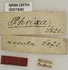 CollectionObject 1529779; 1a6fa9e9-9720-4974-bb58-53bbfbcdba63: labels (holotype). (CollectionObject).