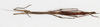 CollectionObject 1556949; NMW 75, afd5275d-2eac-4af4-8981-35733d0678a6: copyright NMW. female, dorsal view (holotype). (CollectionObject).