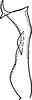Stylus on Erythridula haspata (Ross & DeLong, 1953): Stylus. (Observation).